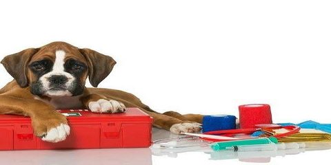 AOF-foredrag: Førstehjælp til hund 23. november kl. 19:00