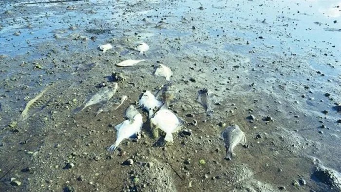 Er der stadig liv i de danske have, fjorde og kystområder? 05. februar kl. 19:00